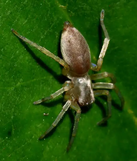 Clubionidae (Wagner 1887)