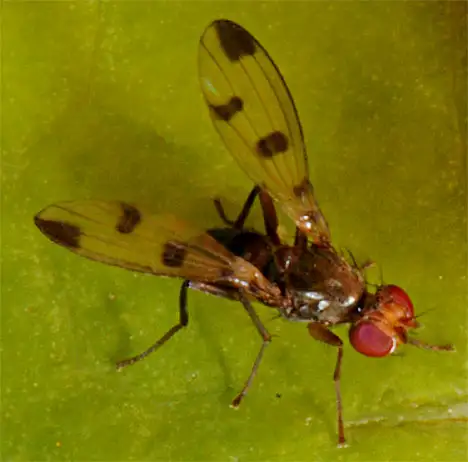 Opomyzidae (Fallen 1820)