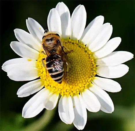 Andrena (Fabricius 1775)