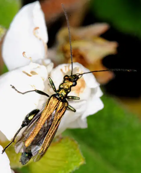 Oedemeridae (Latreille 1810) Oedemeridae (Latreille 1810)