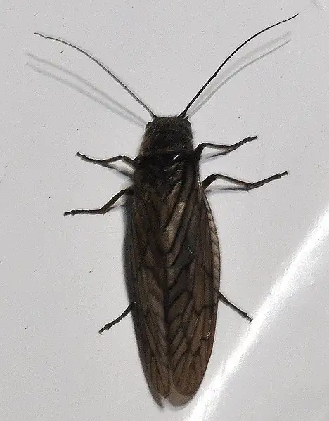 Megaloptera (Latreille 1802) Megaloptera (Latreille 1802)