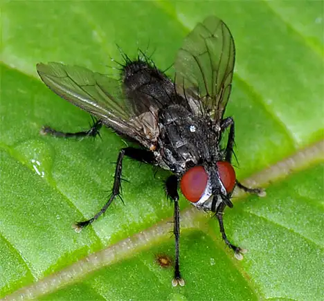 Calliphoridae (Brauer & Bergenstamm 1889)