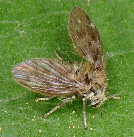 Psychodidae (Newman 1834)