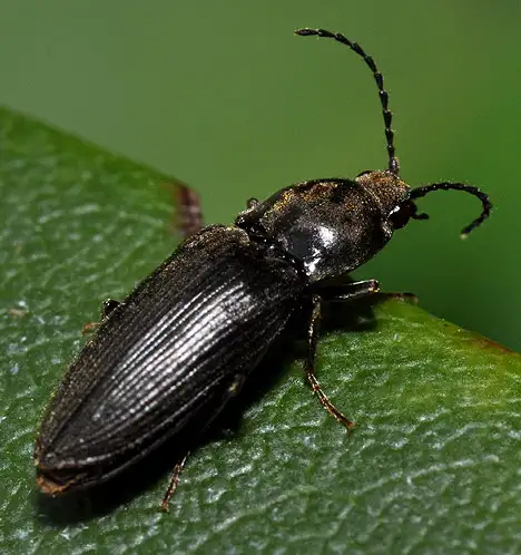 Elateridae (Leach 1815)
