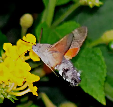Sphingidae (Latreille 1802)