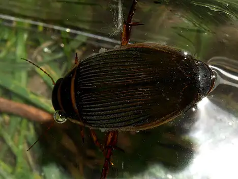 Dytiscidae (Leach 1815) Dytiscidae (Leach 1815)