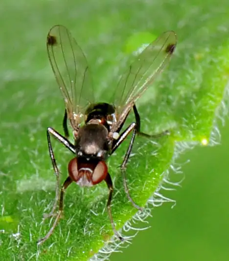 Sepsidae (Walker 1833)
