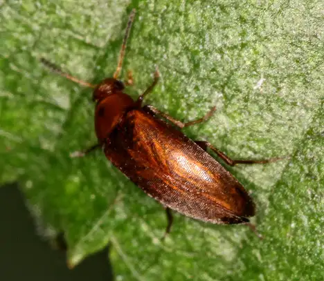 Scraptiidae (Mulsant 1856) Scraptiidae (Mulsant 1856)