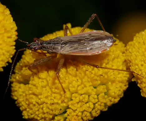 Nabidae (Costa 1852)