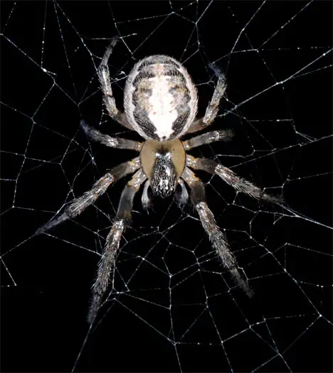 Araneae (Clerck 1757)