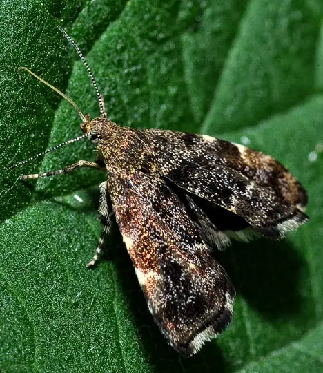 Choreutidae (Stainton 1854)