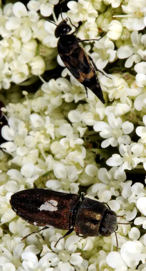 Mordellidae (Latreille 1802) Mordellidae (Latreille 1802)