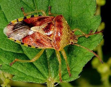 Acanthosomatidae (Signoret 1864) Acanthosomatidae (Signoret 1864)