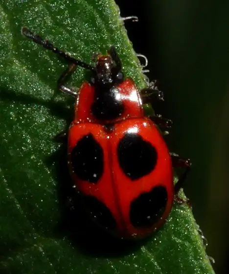 Endomychidae (Leach 1815) Endomychidae (Leach 1815)