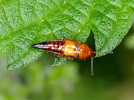 Staphylinidae (Lameere 1900)