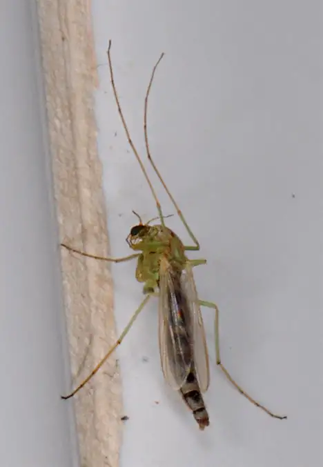 Culicidae (Meigen 1818)