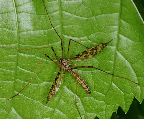 Limoniidae (Speiser 1909)