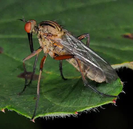 Empididae (Latreille 1809) Empididae (Latreille 1809)