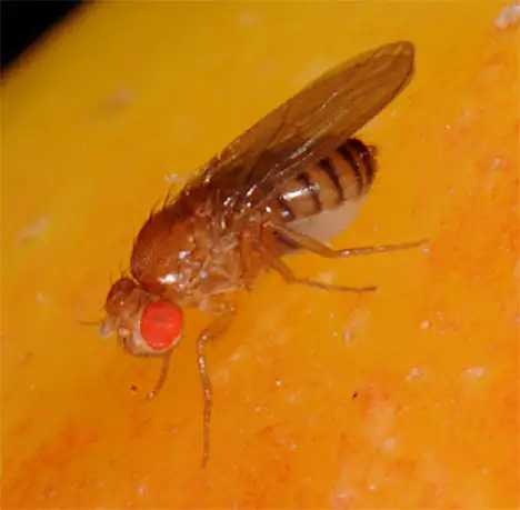 Drosophilidae (Rondani 1856)