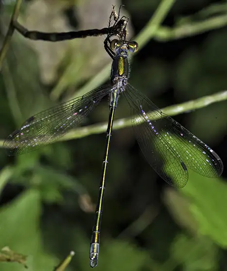 Lestidae (Calvert 1901) Lestidae (Calvert 1901)