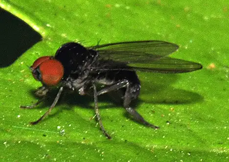 Platypezidae (Fallen 1815) Platypezidae (Fallen 1815)