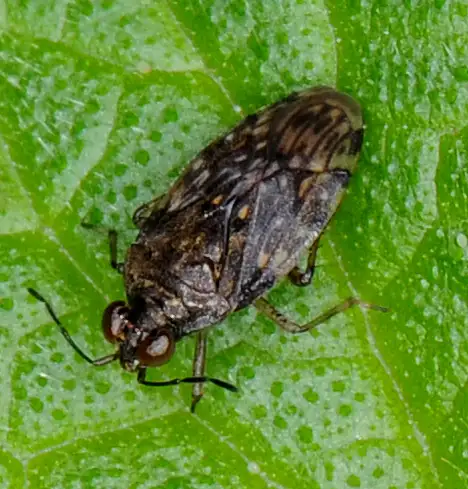 Saldidae (Amyot and Serville 1843) Saldidae (Amyot and Serville 1843)