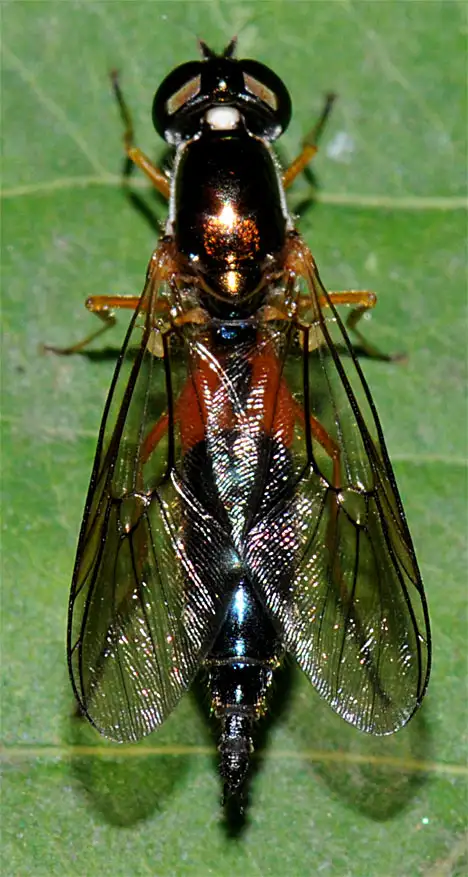 Stratiomyidae (Latreille 1802)