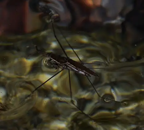 Gerridae (Leach 1815)