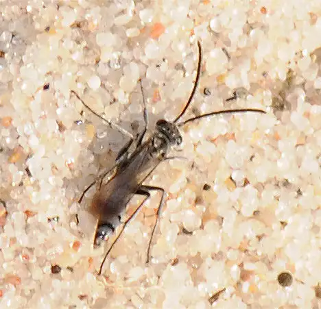 Pompilidae (Latreille 1805) Pompilidae (Latreille 1805)