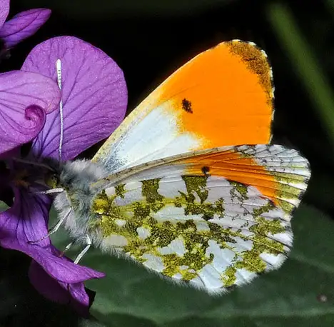 Pieridae (Duponchel 1835)