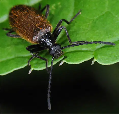 Lagriinae (Latreille 1825) Lagriinae (Latreille 1825)