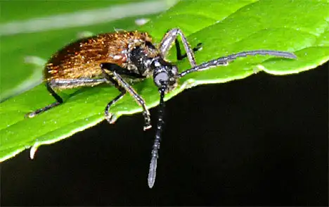 Tenebrionidae (Latreille 1802) Tenebrionidae (Latreille 1802)