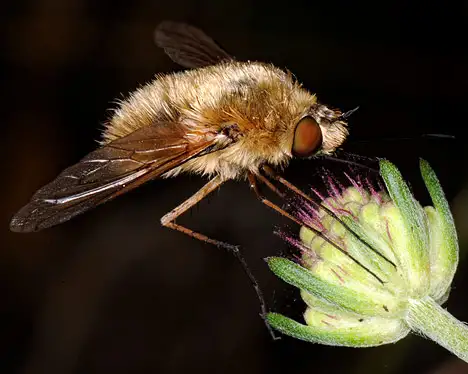 Bombyliidae (Latreille 1802)