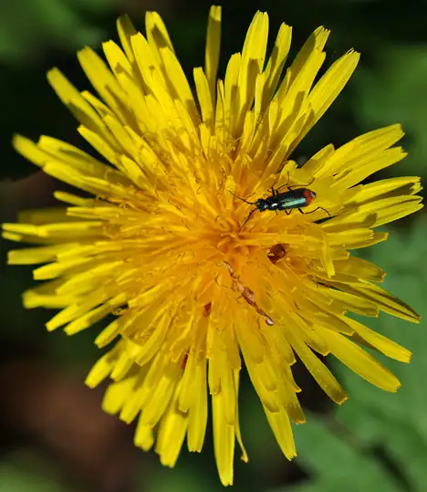 Malachiinae (Leach 1817) Malachiinae (Leach 1817)