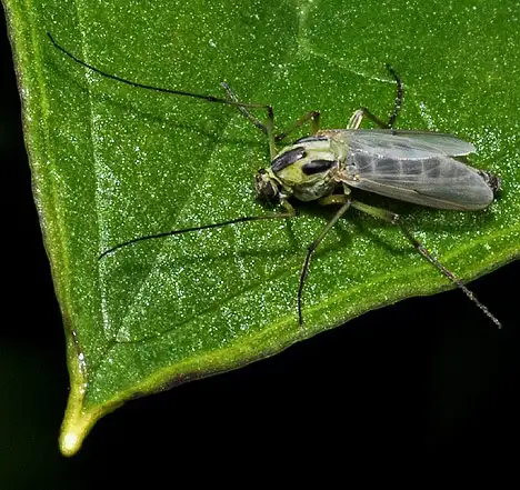 Chironomidae (Erichson 1842) Chironomidae (Erichson 1842)